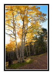 ​Judith's Tips for Photographing Trees with Autumn Leaves: