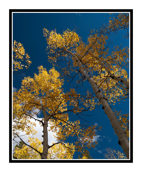 Aspen Trunks in Rocky Mueller State Park, Colorado 2005