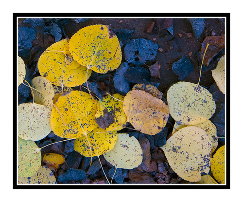 Golden Aspen Leaves, Colorado 2347