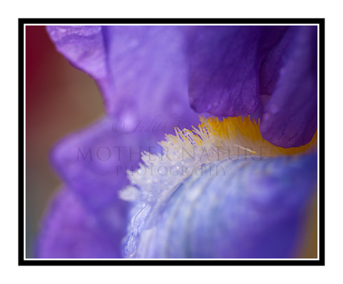 Purple Iris Detail with Raindrops in a Garden 2141