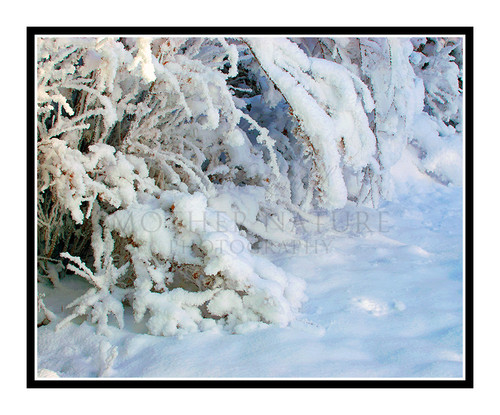 Snow Covered Bushes and Grass in Winter, Colorado 2076