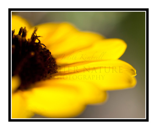 Yellow Sunflower Detail in a Garden 1825