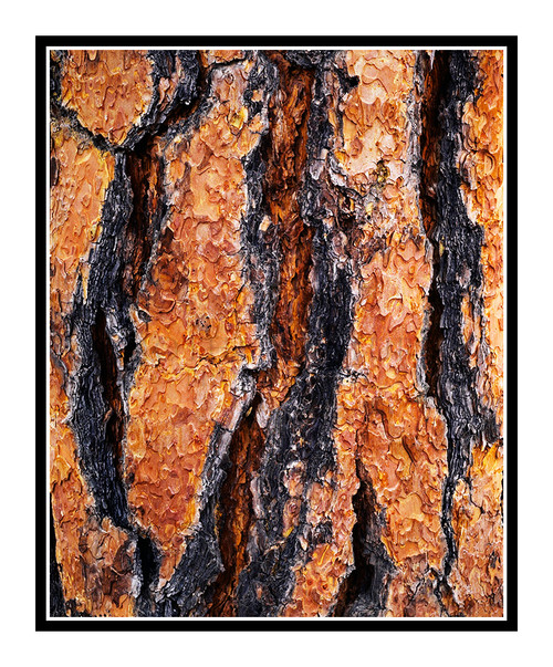 Pine Tree Bark Texture in Colorado 119