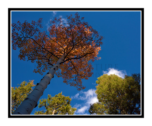 Aspen Tree in Autumn Mueller State Park, Colorado 2509