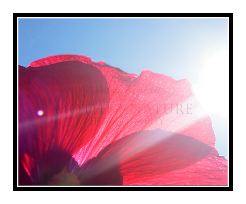 Light Ray on a Red Hollyhock Flower Against a Blue Sky 2658