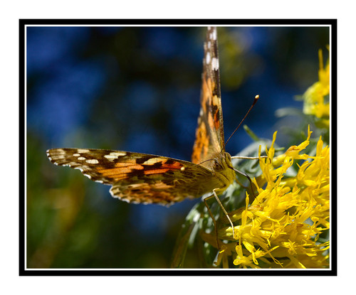 Painted Lady Butterfly on Yellow Flowers 2710