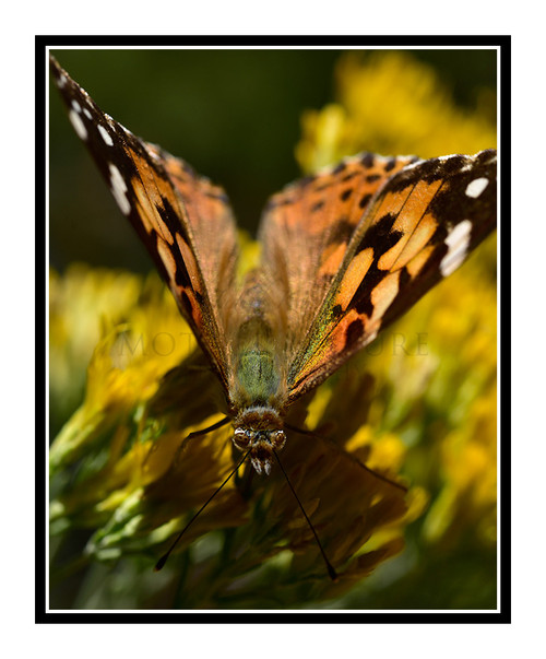 Painted Lady Butterfly on Yellow Flowers 2716