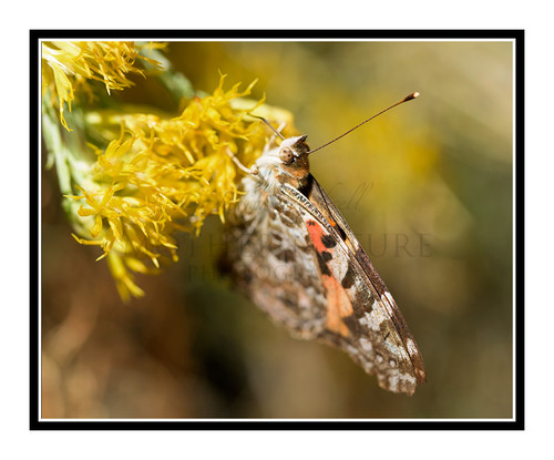 Painted Lady Butterfly on Yellow Flowers 2728