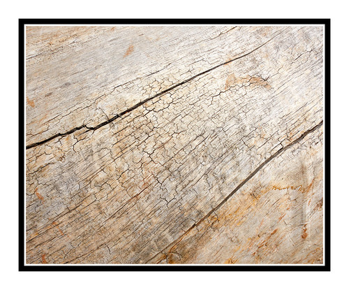 Wooden Log Texture Detail, Colorado 2955