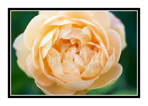 Peach Rose Flower in a Garden 2967