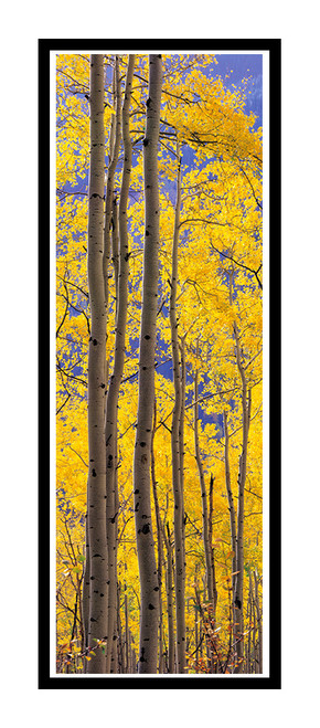 Aspens Against the Blue in Autumn in Aspen, Colorado 176 pano vert