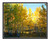 Aspens in Autumn in Woodland Park, Colorado 95