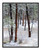 Black Forest Pine Trees in Winter Snow in Colorado Springs, Colorado 841