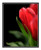 Red Tulip Flower Detail 2395