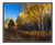 Golden Aspen Trees, Colorado 2344