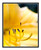 Yellow Daylily Flower Detail 1701