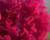 Fuchsia Peony Flower Detail 2452