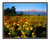 Pike's Peak over Sunflowers in Palmer Park in Colorado Springs, Colorado 48