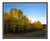 Aspens in Autumn Mueller State Park, Colorado 2515