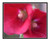 Hot Pink Hollyhock Flower Detail 2639