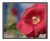 Red Hollyhock Flower Detail Against a Fence 2655