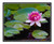 Pink Water Lily Flower in a Pond in Summer 2700