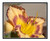 Daylily Success Story Flower in a Garden 2969