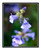 SND810.CO.CS.GoG.Penstemon.2999