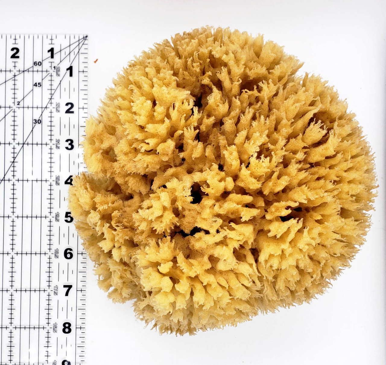 Sea Wool Sponge Large