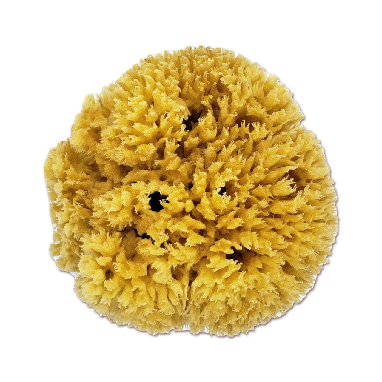 Ultimate Luxury Bath Sea Sponge - Natural Wool - 7 - 7.5