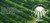 RSPO logo RSPO logo