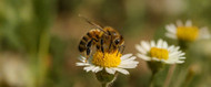 National Honeybee Day: How One Beehive Can Change a Community