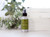 Aromatherapy Mist 4 oz, Meditation (Cedarwood & Balsam) – on a sunny table with greenery and books