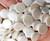 12mm White Shell Pearl Coin Beads