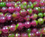 10mm Green Fuscia Multicolor Jade Faceted Round Beads