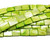 15x20mm Green Mother Of Pearl Rectangle Beads