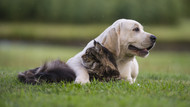 Adopción Responsable de tu peludo: Un Compromiso Más Allá del Regalo