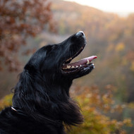 Envejecimiento Saludable para el Cuidado de Mascotas Seniors