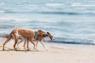 Verano Seguro: Cómo proteger a tus Mascotas del Calor