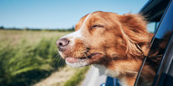 Viajar con perros durante el verano: 5 consejos