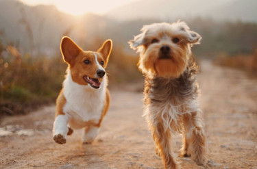 Sample Post 11 - Dog Diet You Need To Know - Pet Sample Post 11 - Dog Diet You Need To Know - Pet
