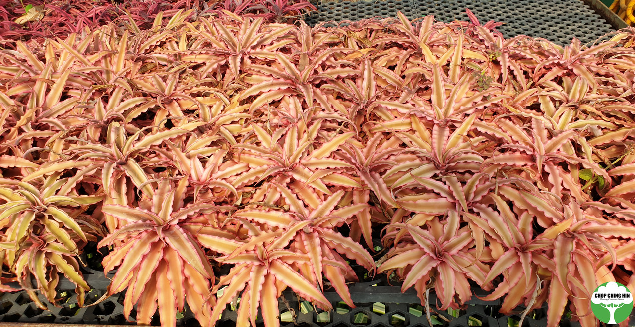 Cryptanthus Bivittatus Pink Starlite A Leaf Nursery