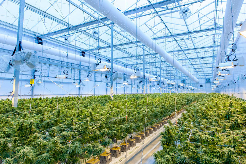 Preparing for the Future: Embracing Good Manufacturing Practices (GMP) in the Cannabis Industry for Safety, Consistency, and Federal Compliance