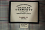 Charles Tyrwhitt  Blue Check 16.5/42" Long Sleeve Non Iron Cotton Shirt
