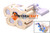 CEJN Kupplung Multi-X Quattro 12,5 Kupplungsseite G1/2" GII (BSP) (41000198)
