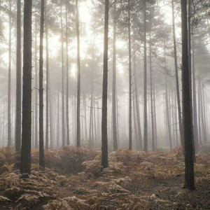 Galerie G78426 - Atmosphere Moody Woodland Forest in the Mist Galerie Wallpaper Mural roll - luxury design for UK feature walls