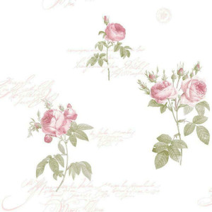 Galerie CG28820 - Rose Garden Roses Calligraphy Pink Galerie Wallpaper roll - luxury design for UK feature walls