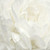 Galerie G78424 - Atmosphere White Rose White Rose Galerie Wallpaper Mural roll - luxury design for UK feature walls