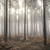 Galerie G78426 - Atmosphere Moody Woodland Forest in the Mist Galerie Wallpaper Mural roll - luxury design for UK feature walls