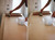 8 x DOUBLE Rolls Mav Erfurt 1400 Grade Lining Paper (20m x 53cm)